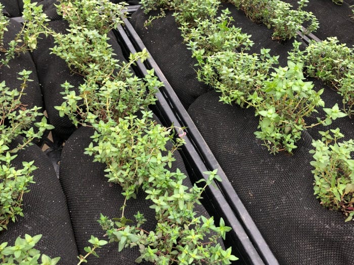 Thyme growing in Vardensok for vertical gardening