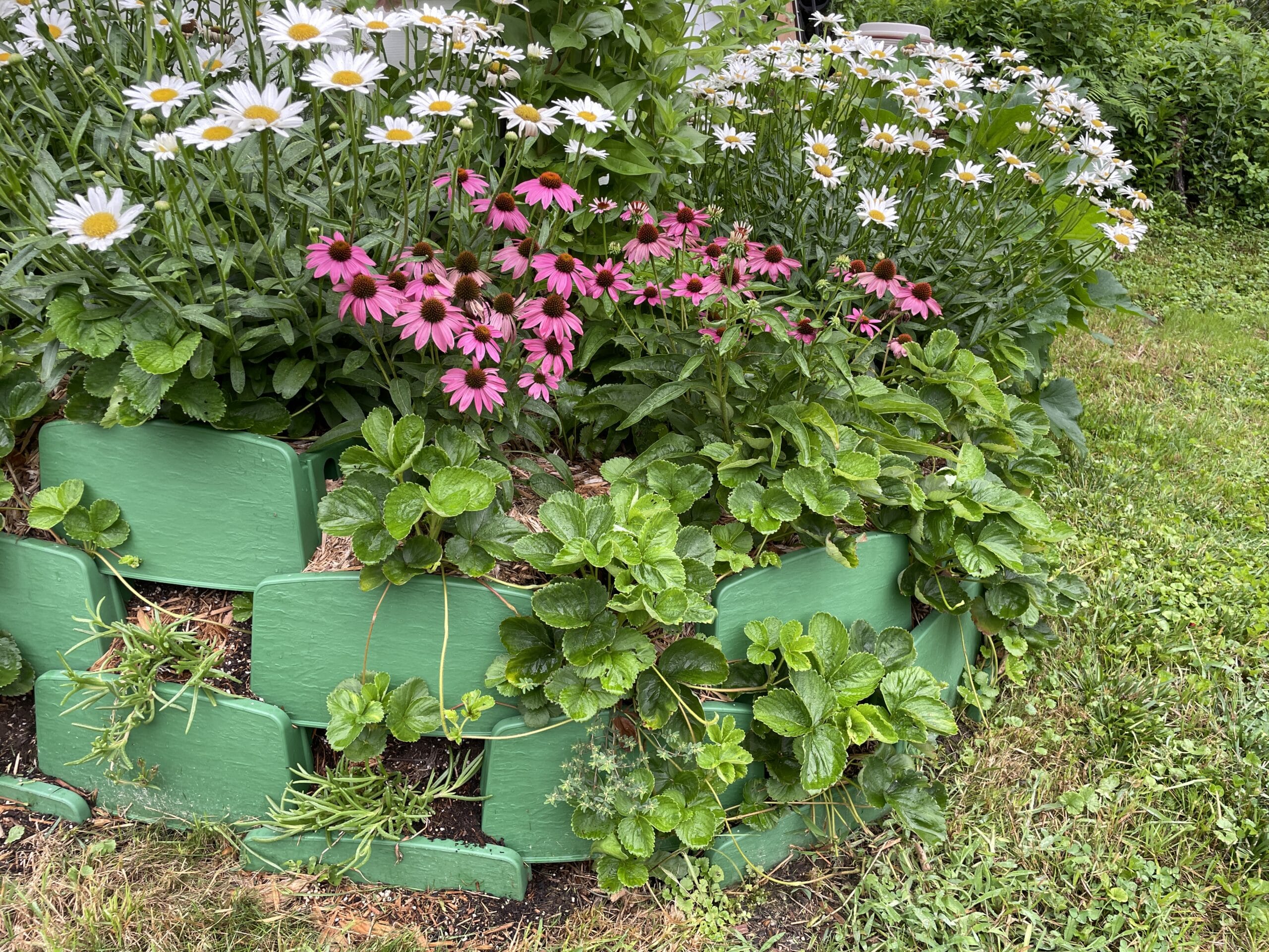 Varden block planted with strawberries