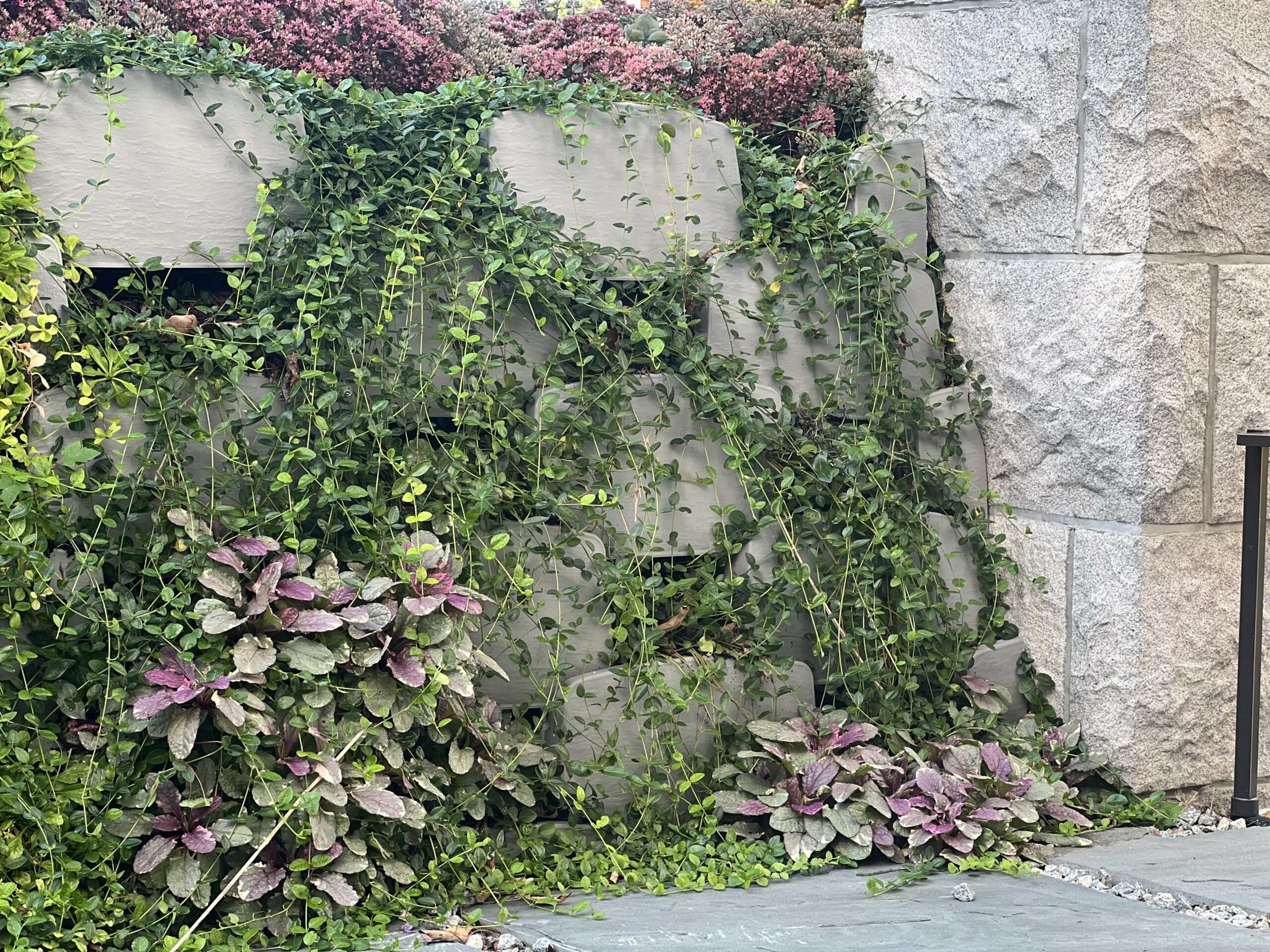 Varden retaining wall with vines growing in it